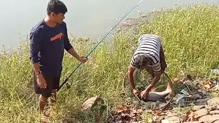 How to Landing Big Rohu Fish ? Big Rohu Fish ko Landing Kaise karenge 