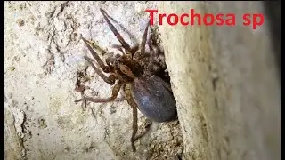 Trochosa sp