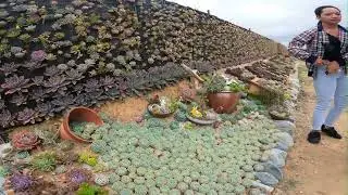 Tayao Gardens February 2022
