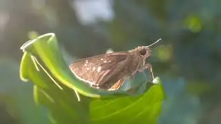 Insects Macro Video
