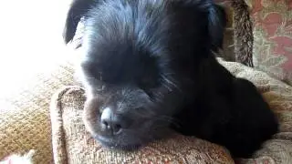 A quick Abby Cam