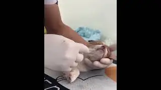 Bondad del coraz&oacute;n