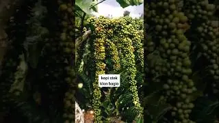 kopi stek klon Bagio #kopiRobusta