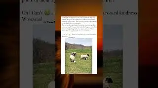 Grieving Sheep Adopts Orphaned Lamb in Touching Barnyard Moment
