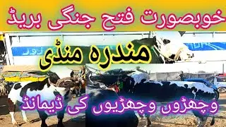 Mandra Mandi Fateh jangi bull |Mandra Mandi|Fateh jangi small 🐂🐂🐂