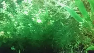 KREWETKARIUM - NANOAKWARIUM - tym razem coś mniejszego 110 litra