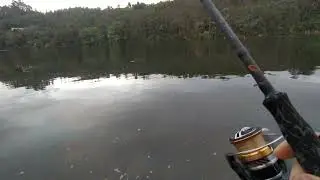 Pesca Robalo no Douro🎣