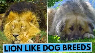 TOP 10 Lion Like Dog Breeds