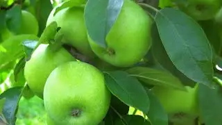 Яблоня РЕНЕТ КУБАНСКИЙ  (улучшенный РЕНЕТ СИМИРЕНКО)