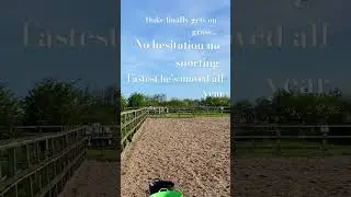 There he goes &hellip;. #foal #stables #cobs