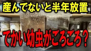 半年間放置していたクワガタの産卵ケースからでか幼虫が！