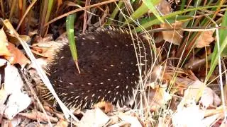 Echidna in Mt Field - Tasmania - Australia