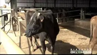Braum's Family Farm