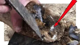 The donkey's hooves are rotten and the soles of the feet are balled up and slippery when walking