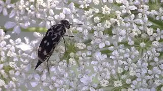 Braconid Wasps, Planthoppers, Tumbling Flower Beetles, & Others