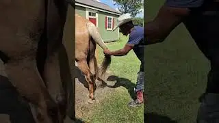 How To Straighten Mated Horse Tail!