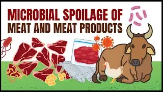 Microbial Spoilage of Meat and Meat Products  Causes, Types, and Prevention | Food Microbiology