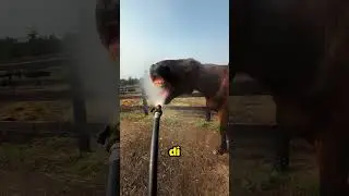 Perché i cavalli smettono di bere acqua?