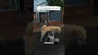 Две собаки дрались&hellip; Пока вожак стаи не сделал ЭТО❗️ #dogshorts
