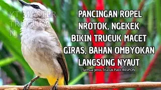 Trucukan GACOR ngalas ROPEL PANJANG suara alam AMPUH buat pancingan jadikan trucuk Gacor GARUDA