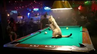 Cat Tries to Play Pool&hellip; Misses the Shot and Gets Furious