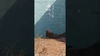 group of native chicken in the backyard