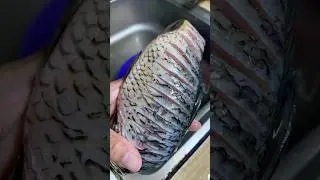 Tips menyamarkan duri halus pada ikan mas #tips #fish #tutorial #ikanmas #cooking #food #trending