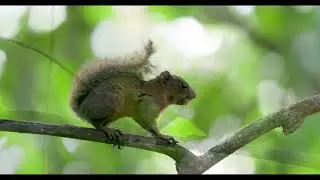 Squirrel (Red-tailed)