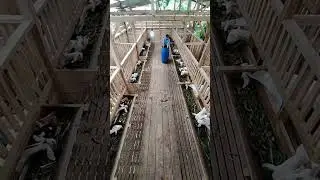 Fresh feed served evenly | Pakan segar dibagi merata #goatfeed #dailyfeeding #farmroutine #livestock