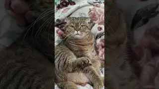 The Unseen Predator #interesting #cats #cute #funny #jokes