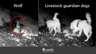 Les chiens de protection poursuivent un loup au parc de nuit