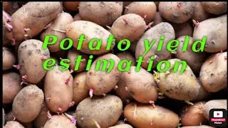 Potato 🥔 Crop Visit For Yield Estimate.@Bahadar Shah