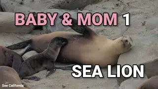 Sea Lion Baby and Mom 1 - 2021 Cute Newborn Baby is Here!