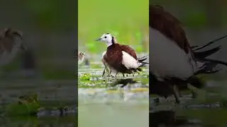 Beautiful mother birds and baby in rain forest  #birds #forest #nature #amazing #facts  #rain