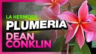 🚨&iexcl;&iexcl;TIENES QUE CONOCER ESTA PLUMERIA!! 🚨- Plumeria Dean Conklin #plumerimax #deanconklinplumeria
