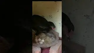 Hen hatching eggs #aseel_murgi #shorts  #pigeonguru