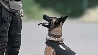 Dog Training Aggression Control｜｜D7 Nov 2025 11 07
