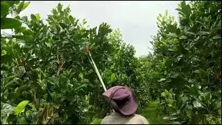 Tỉa t&agrave;n đ&ocirc;n đọt m&iacute;t hiệu quả cao.#caytrong #water #nhanonghaugiang