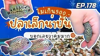 EP.178 มาแล้วว โปรโมชั่นปลาน่าปั้นราคาไม่เกิน 500 บาท !!!