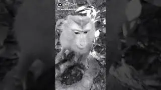 Monkey loving monkey 2 monkey mating #shorts