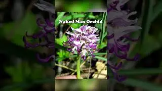 Strange Looking Flowers In The World #3