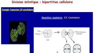 Reproduction asexuée chez les algues
