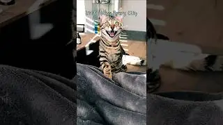 Kitty Bliss Every Clip