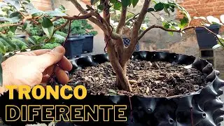 Jabuticaba Tronco diferente