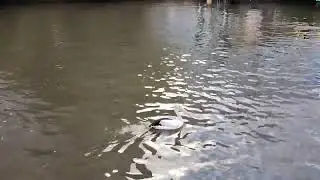 Pelican in Parramatta River