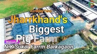 Youtube First Video | Nk Sukar Farm Barkagaon | Jharkhand Ka Sabse Bada Sukar Farm | Nakul Mahto