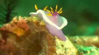 Nudibranchs around Malapascua Island, Philippines