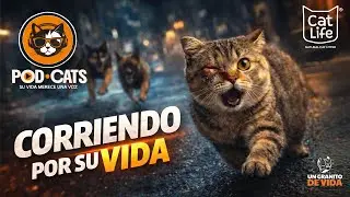Rescatando al Gatito Jonathan | POD CATS By Cat Life | Episodio 1