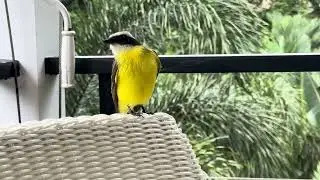 Social Flycatcher at Table