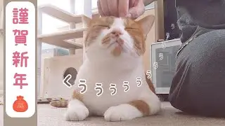 新年のご挨拶をしながら大好きなこしょこしょを楽しむ猫の顔がこちら♪